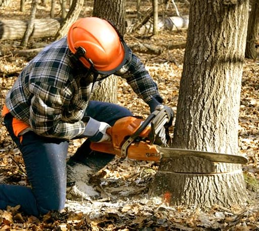 Tree Removal in Dequincy, LA